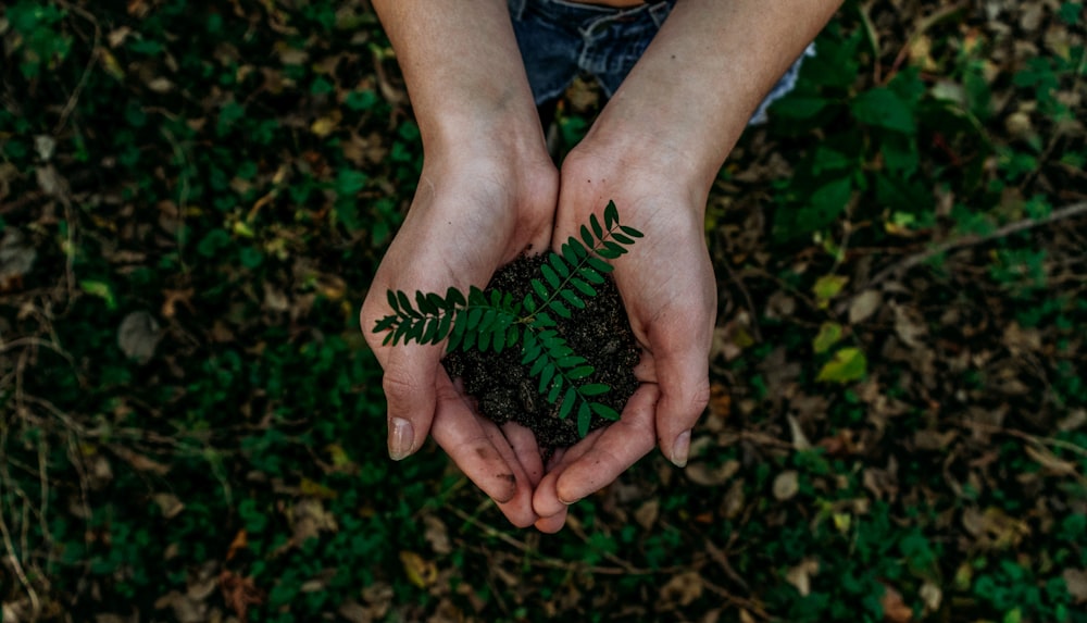 Why Native Species Beat Fast-Growing Trees